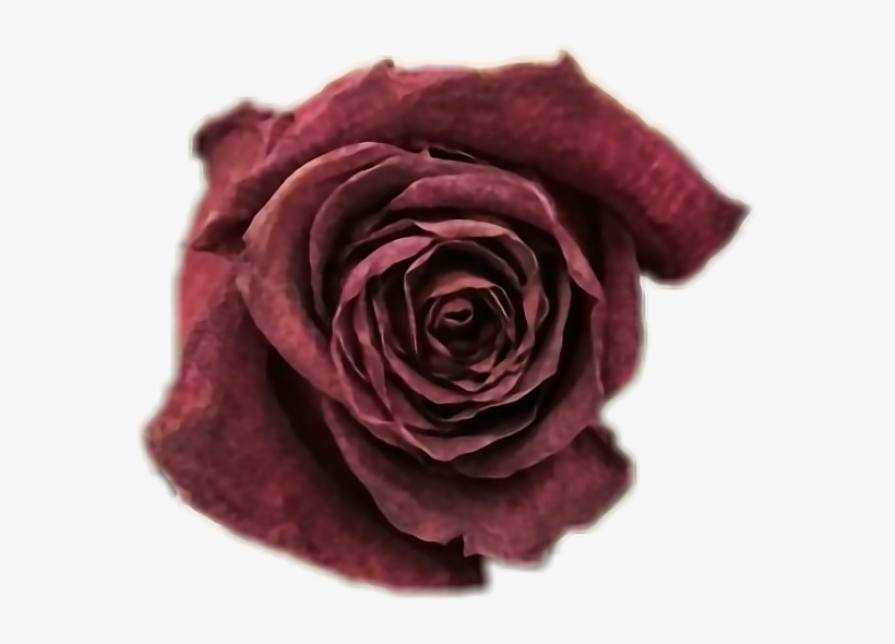 Deadrose Wiltedrose Typical Beauty Softgrunge Tumblr - Dead Rose Transparent, transparent png #1693511