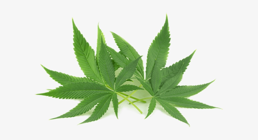 Ireland's Best Hemp Store - Bluebird Botanicals Advertising, transparent png #1693572