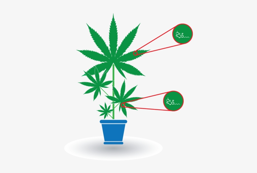 Cannabis Background, transparent png #1693624