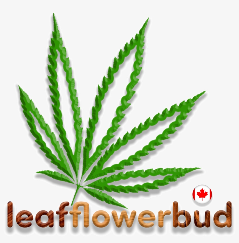 Leaf, Flower, Bud On Twitter - Canada, transparent png #1693643