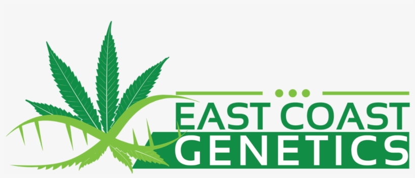 Looking To Grow Your Own Strain - Marijuana Leaf, transparent png #1693674