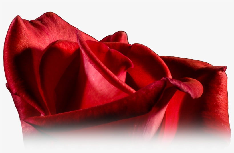 Healthy Red Rose - Garden Roses, transparent png #1694064