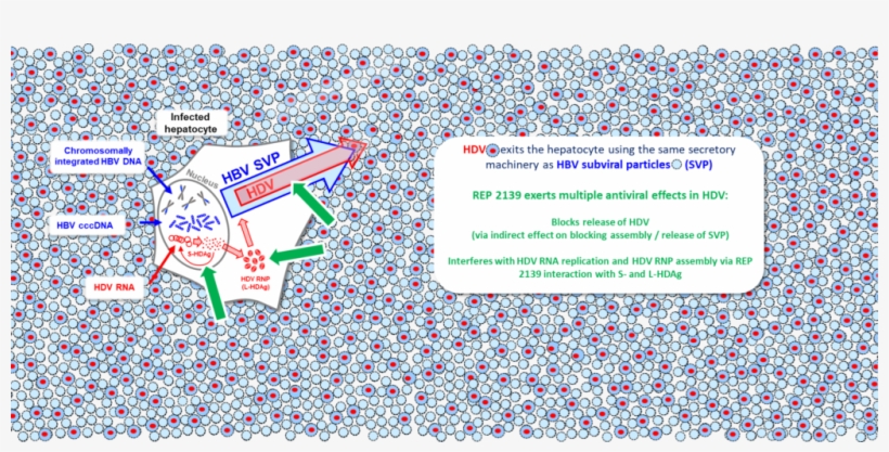 Number, transparent png #1697016