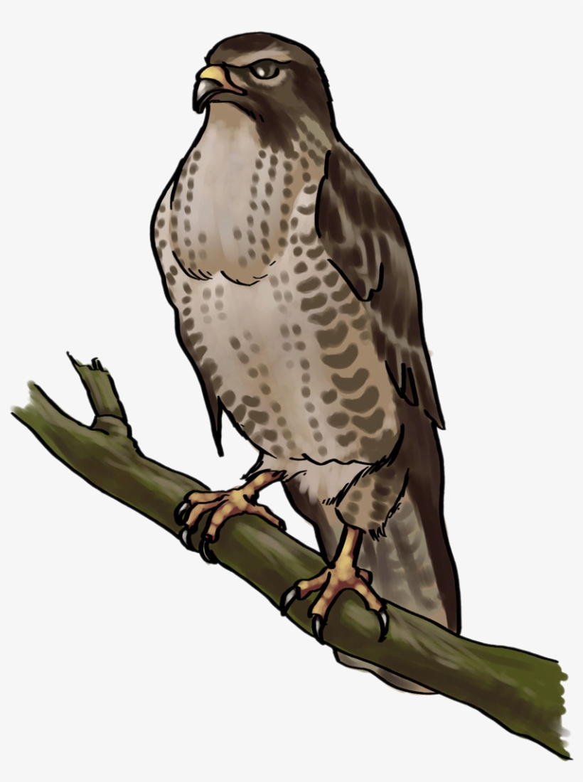 Cooper's Hawk Clipart Transparent - Falcon Png Public Domain, transparent png #1697219