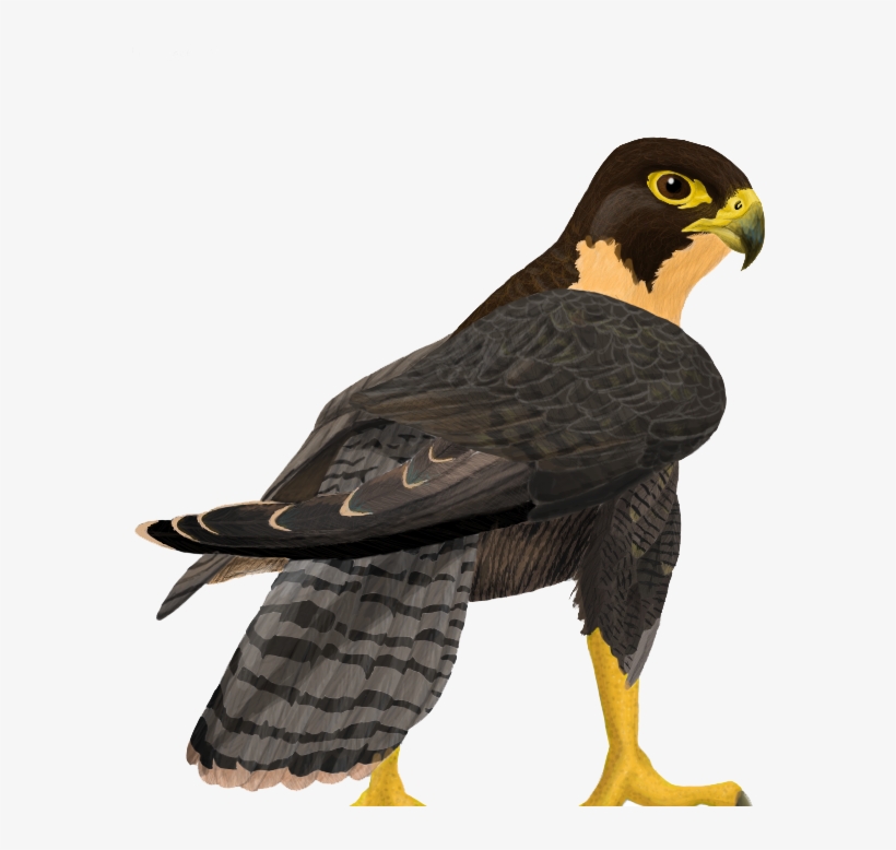 Falcon - Real Falcon Png, transparent png #1697249