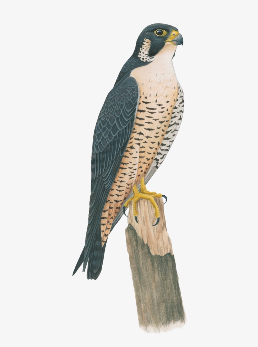 Peregrine Falcon - Falcon, transparent png #1697297