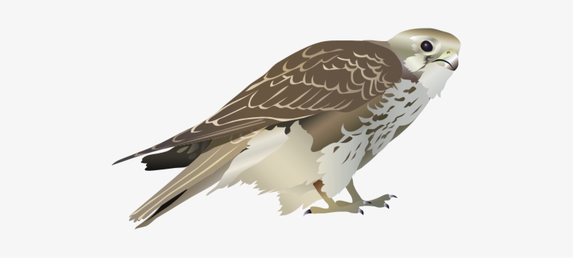 Prairie Falcon Clipart Transparent - Svg Falcon, transparent png #1697477