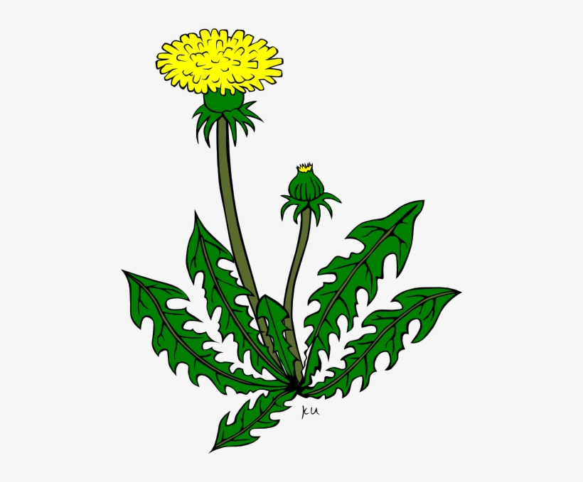 Garden Weed Clipart - Yellow Dandelion Clip Art, transparent png #170246