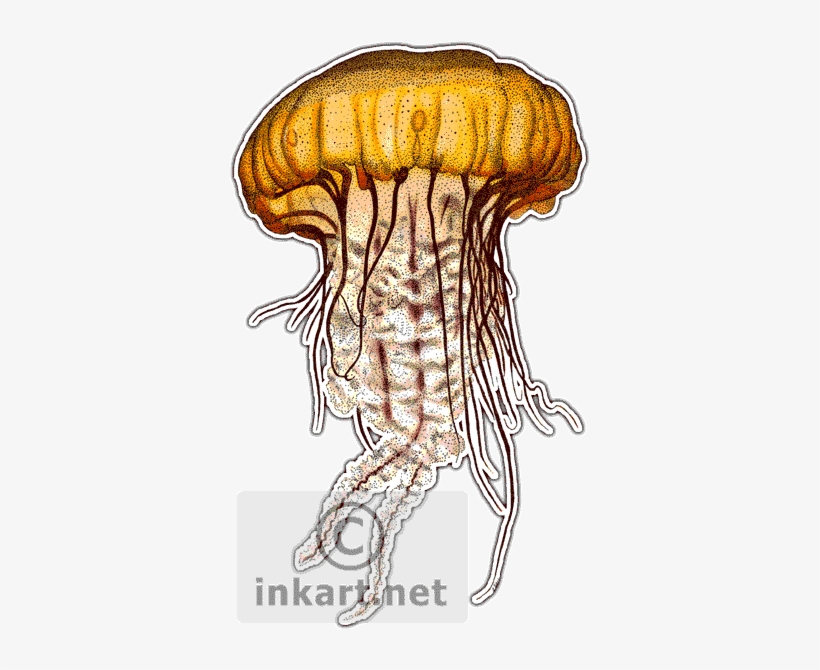 Pacific Sea Nettle Jellyfish - Jellyfish Of The World Throw Blanket, transparent png #170295