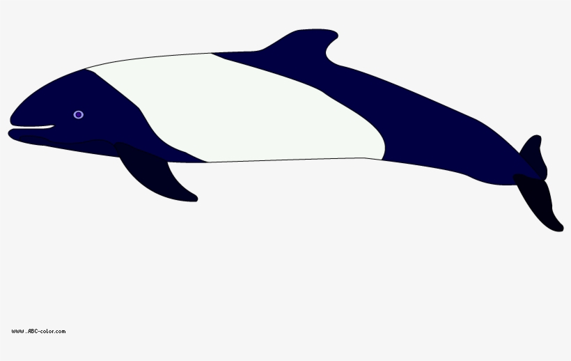 Commerson's Dolphin Raster Picture - Killer Whale, transparent png #170320