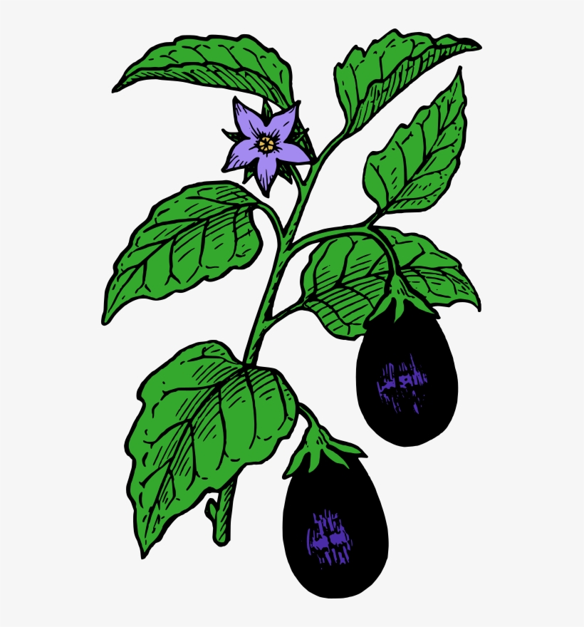 Eggplant Parmigiana Lasagne Tomato Drawing - Eggplant Tree Clipart, transparent png #170385