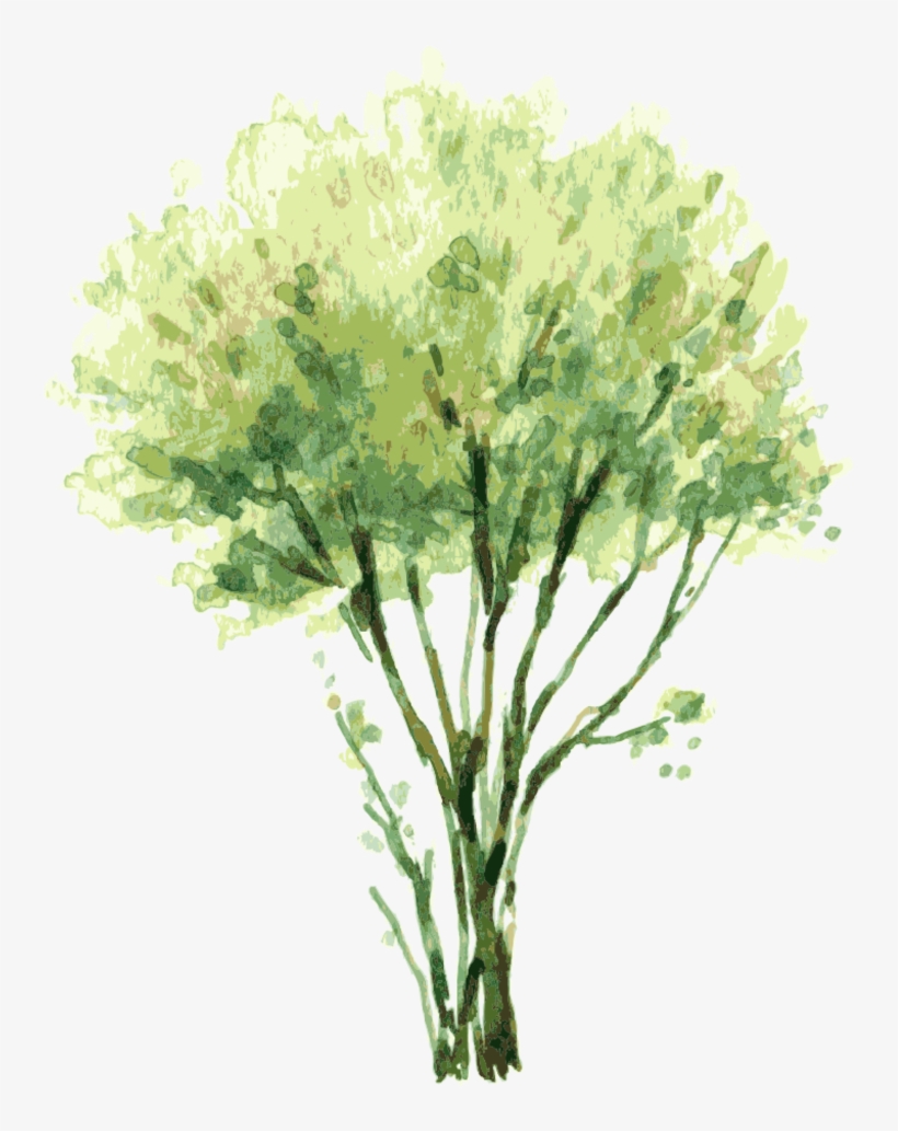 Vector Free Painting Tree Illustration Trees Treetrees - Watercolor Trees Png, transparent png #170430
