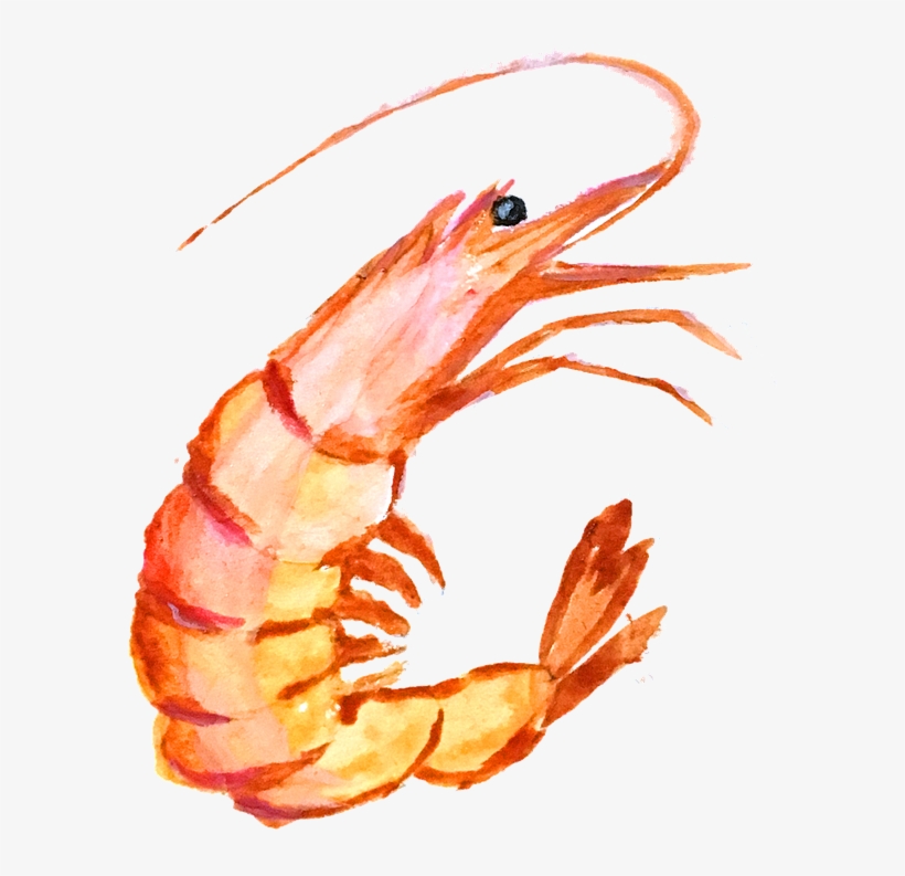 Image Cute Shrimp Cliparts Shop Of Library - กุ้ง Png, transparent png #170456