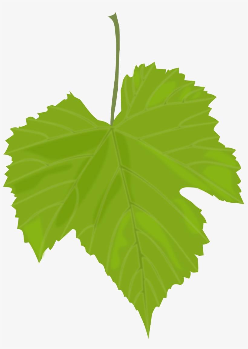 Green Leaves Png Images Free Download Pictures - Grape Leaf Clip Art, transparent png #170818