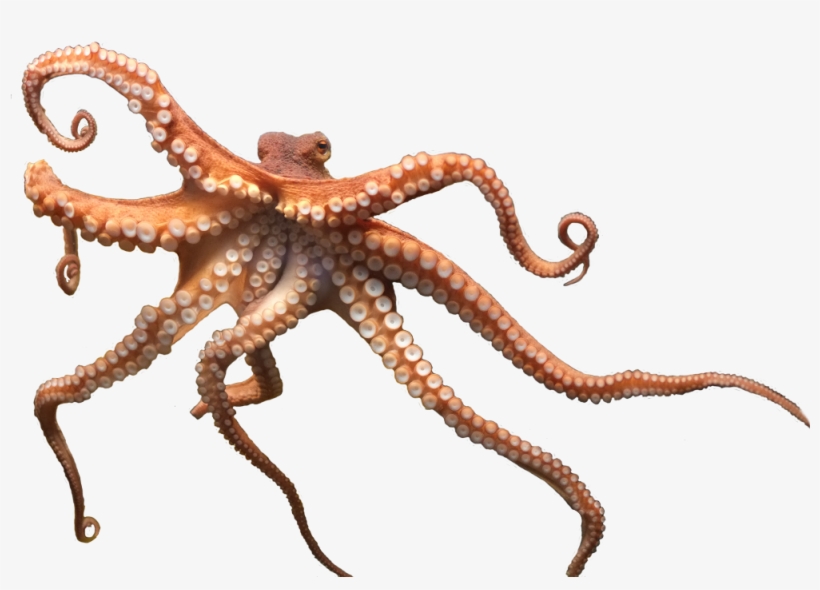 Share This Article - Octopus Png, transparent png #170862