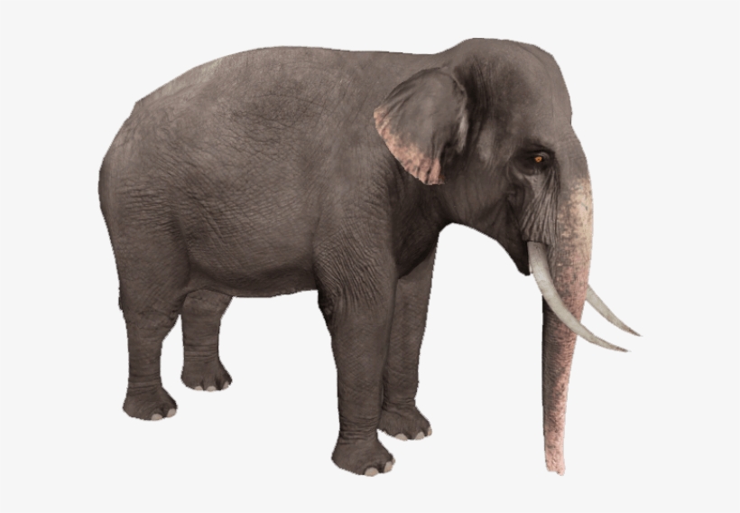 Free Png Elephant Png Images Transparent - Zoo Tycoon Asian Elephant, transparent png #170931