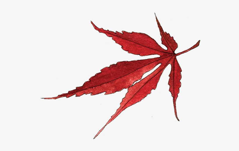 Japanese Maple Leaf - Portable Network Graphics, transparent png #171071