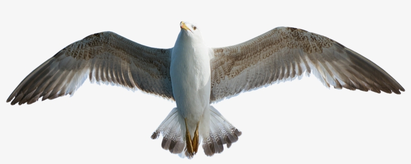 Γλάρος, Πουλί, Ζώο, Moewe Png Icons, Copyright Free - Seagull Png, transparent png #171150