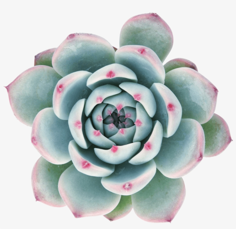 Echeveria 'tippy' Succulents - Succulent Png, transparent png #171381