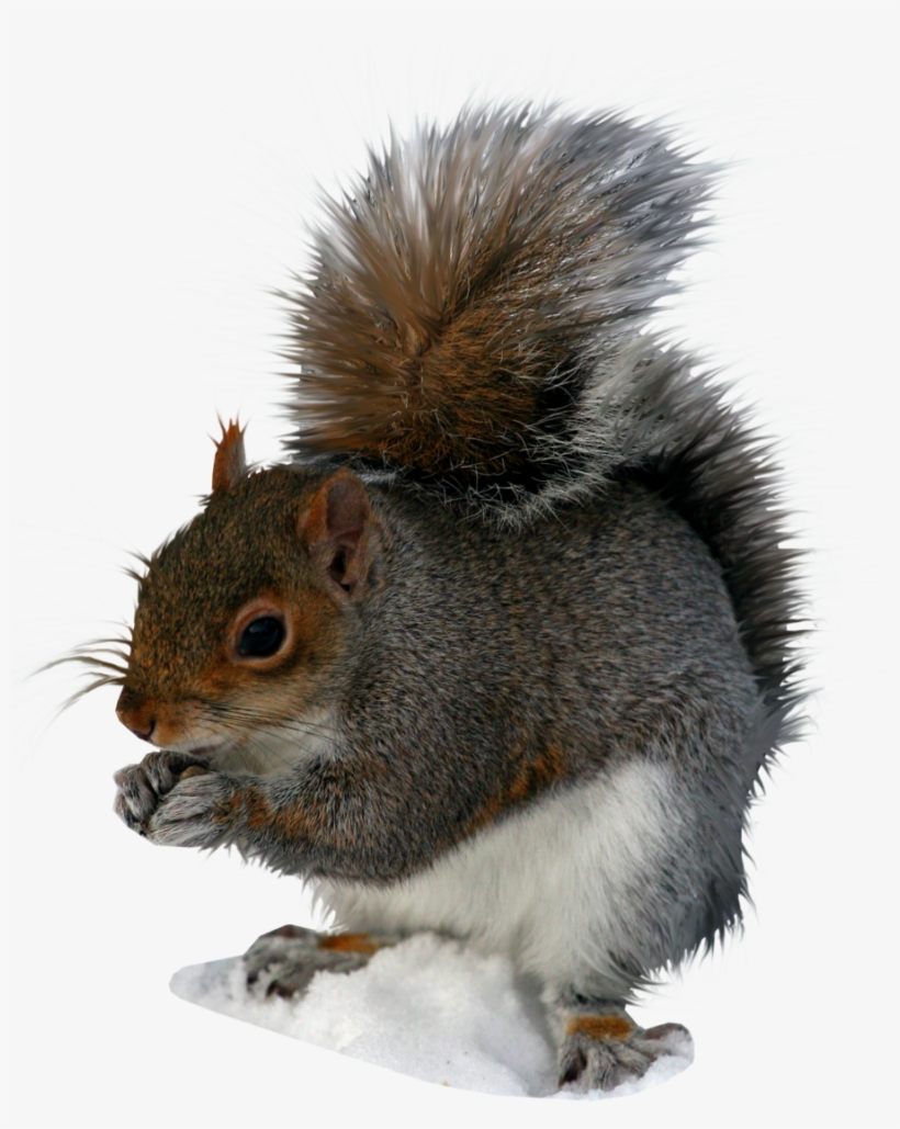 Squirrel Png Image - Squirrel Pngs, transparent png #171401