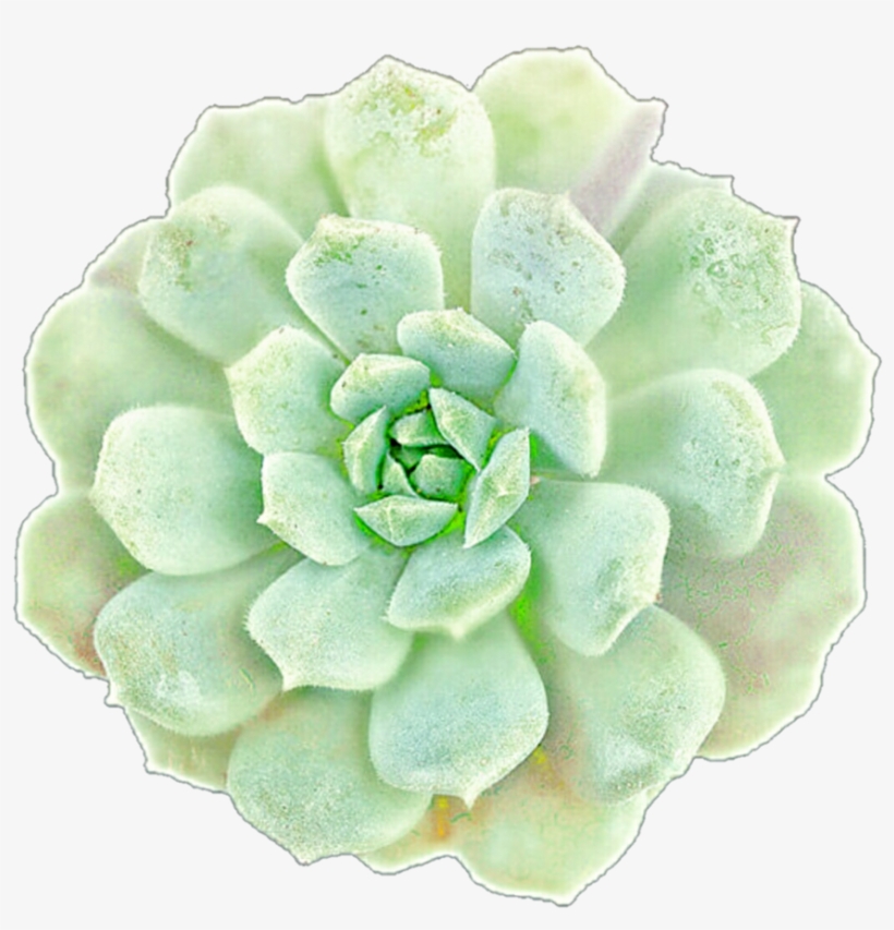 Picture Black And White Library Succulents Clip Art - Succulent Clipart Png, transparent png #171578