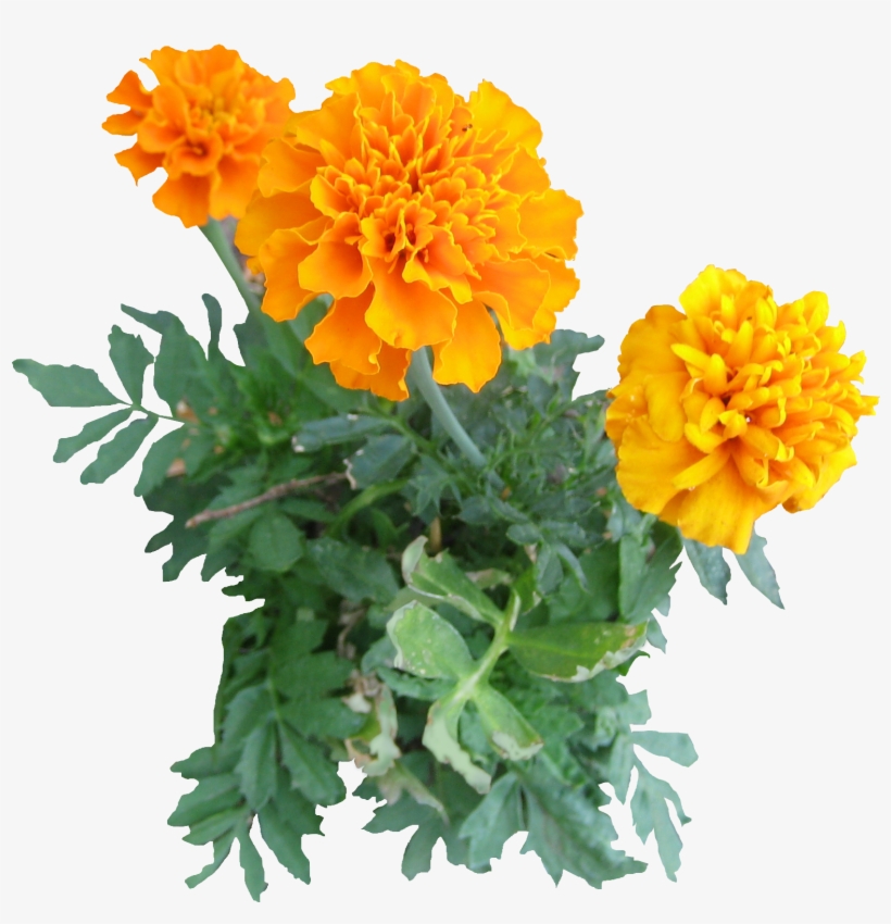 10 Free Plants & Flowers Png Images- At Dzzyn - Transparent Marigold Flower Png, transparent png #171796