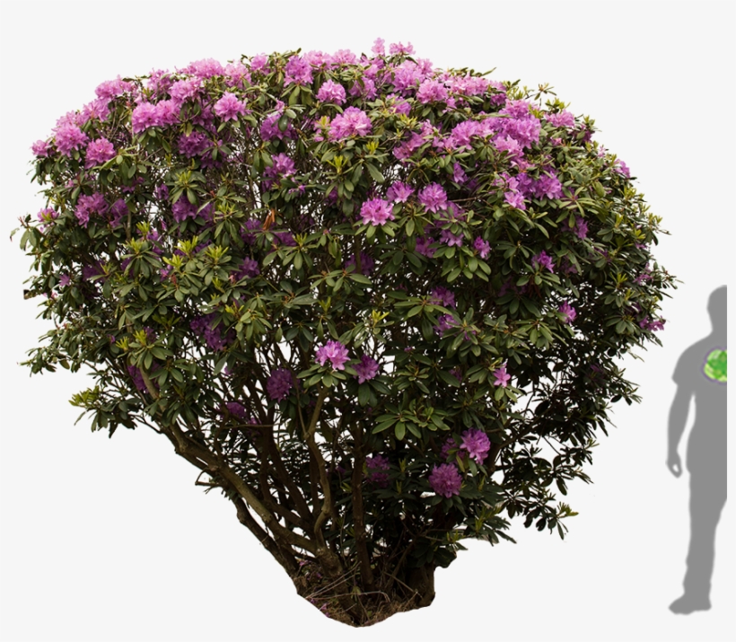 Dsc 0565 - Rhododendron Png, transparent png #173080