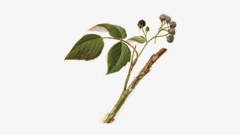 Bramble - Anthracnose Of Raspberry-1890 Lithograph, Green, transparent png #173567