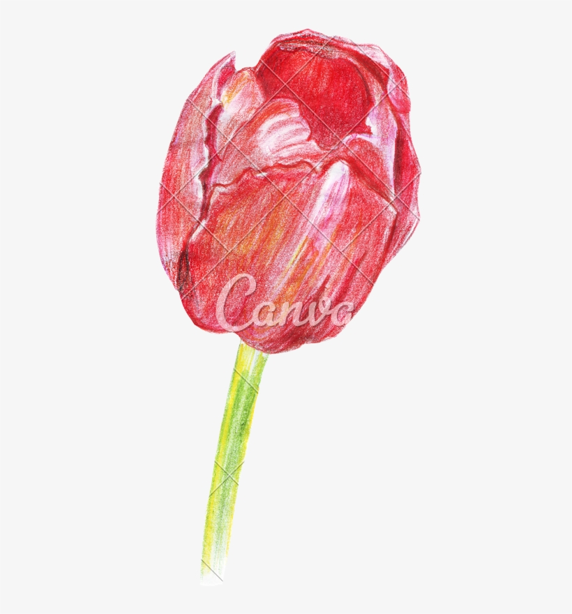 Hand Drawing Of Colored Pencils Watercolor Tulip - Drawing, transparent png #173822