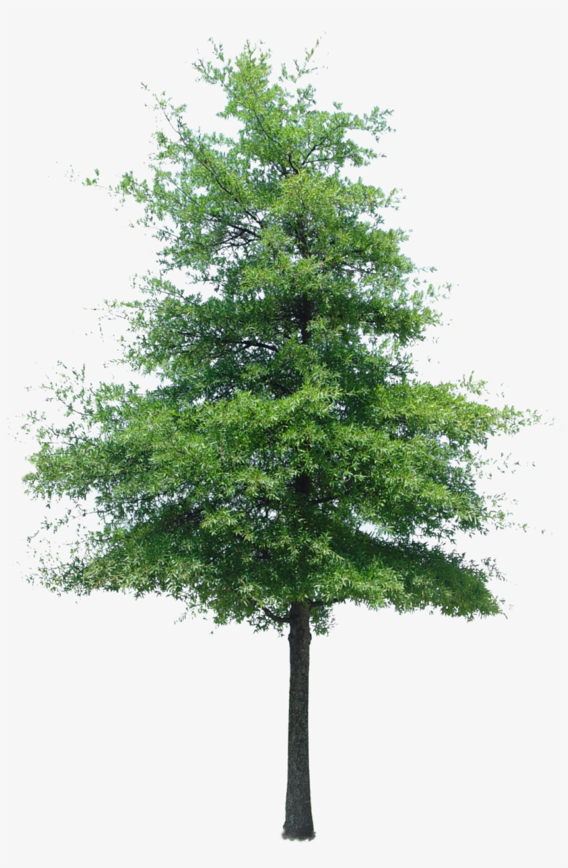 Cutout Tree Photoshop Texture, Tree Photoshop, Photoshop - Immediate Entourage Free Tree, transparent png #174043