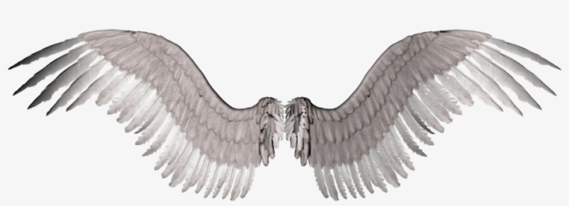 Newangelwings Photo By Kaiman94 - Bird White Wings Png Hd, transparent png #174073