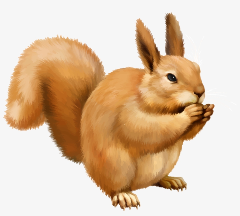 Squirrel Png - Белка Пнг, transparent png #174092