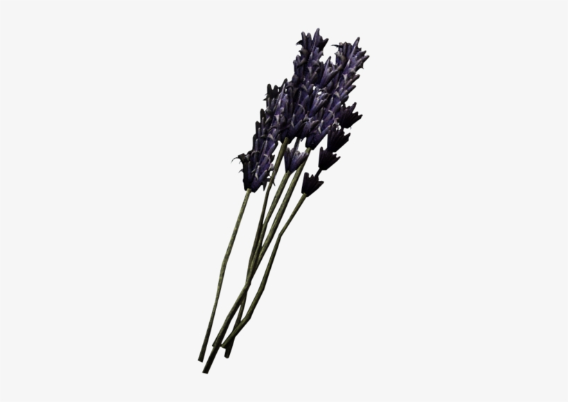 Lavender - Lavender Skyrim, transparent png #174144