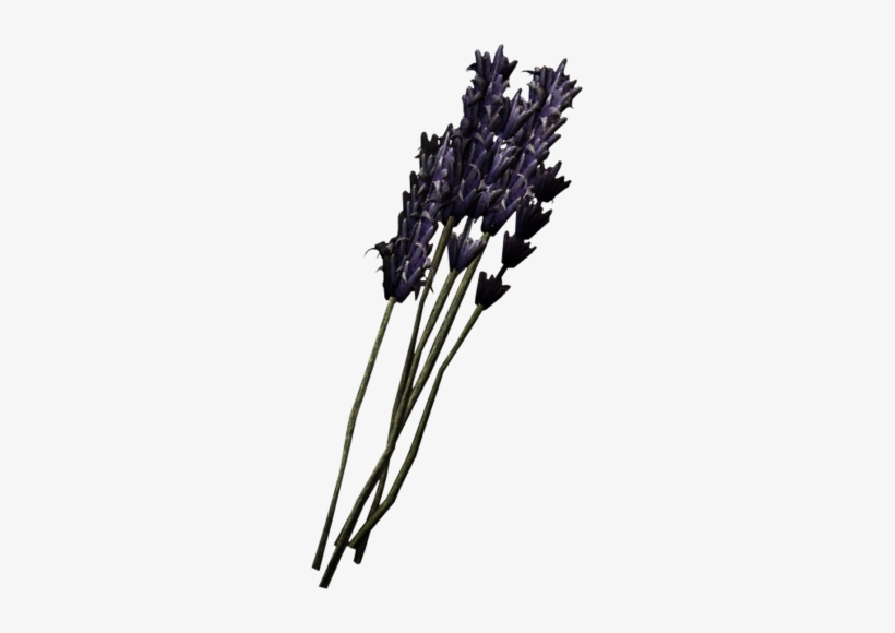 Lavender - Lavender Skyrim, transparent png #174144