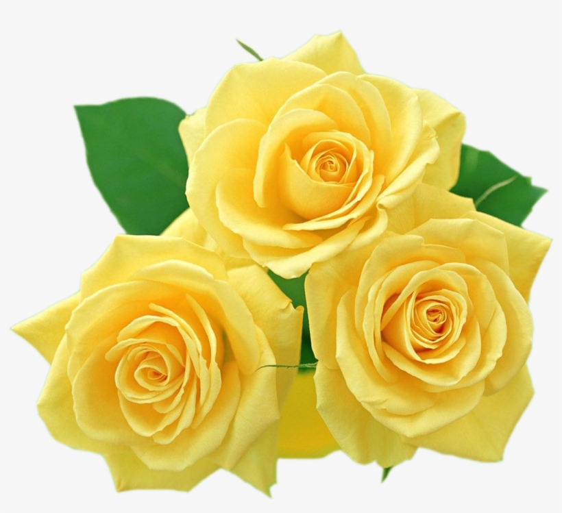 Yellow Roses Png, transparent png #174149
