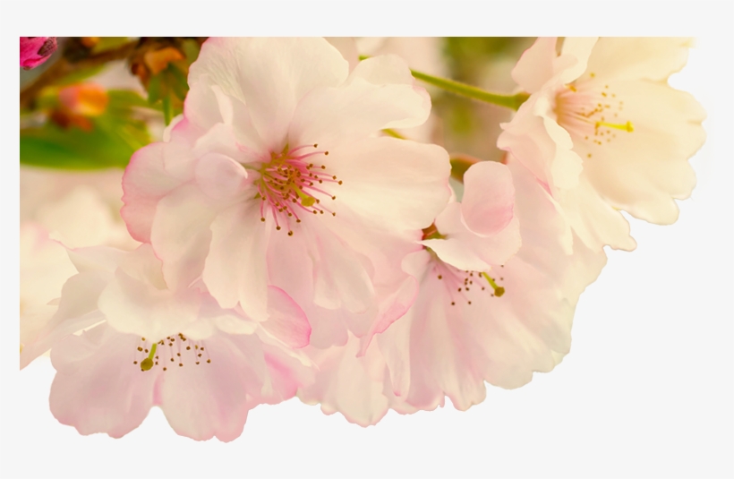 Food-blur - Poster: Smileus' Cherry Blossoms With Reflection On, transparent png #174245