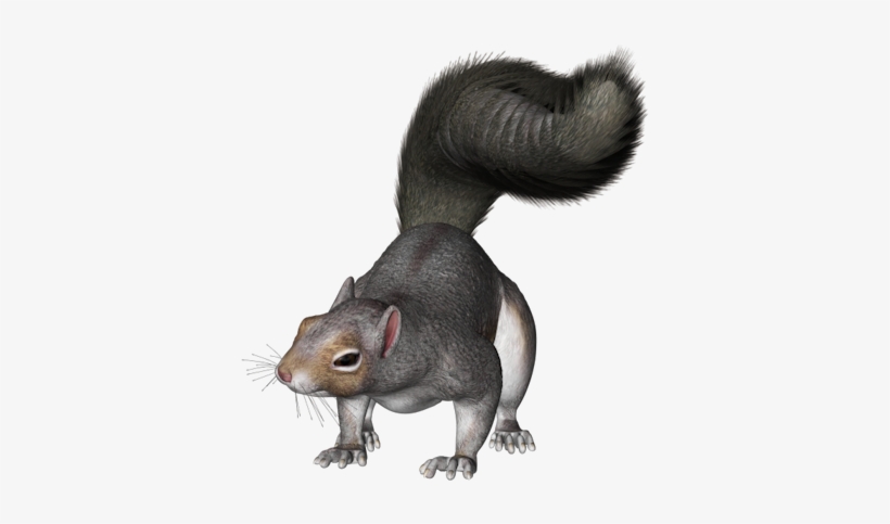 Squirrel - Grey Squirrel Clipart Png, transparent png #174420