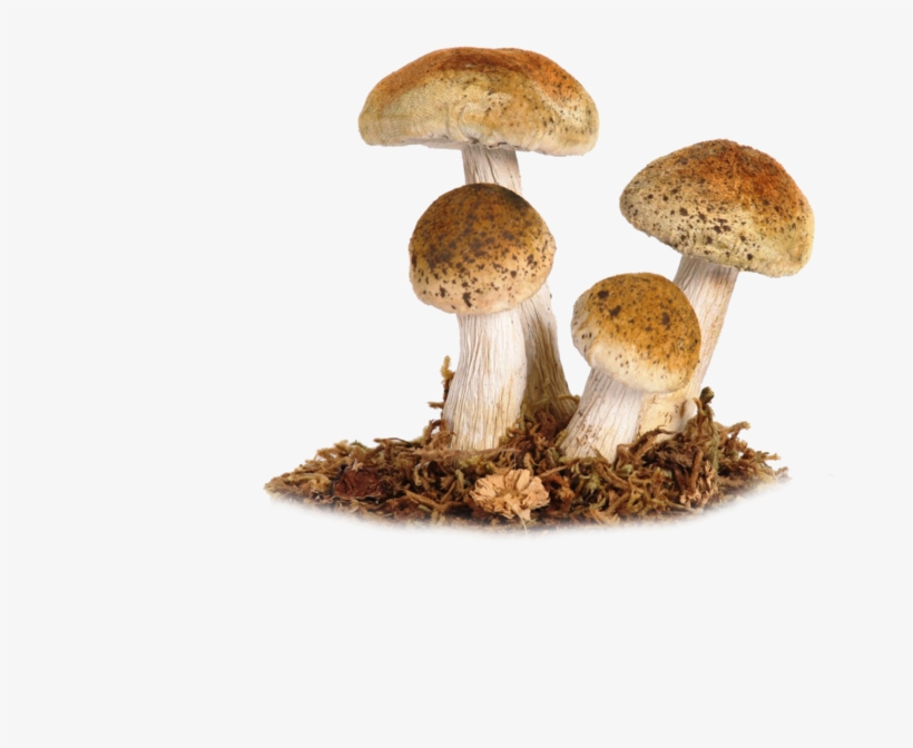 Mushroom Png Image - Champignons Automne, transparent png #174485
