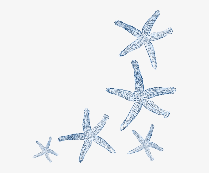 Starfish Prints Clip Art - Teal Starfish, transparent png #174558