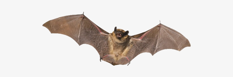 Bat Png - Bat Transparent Background, transparent png #174659