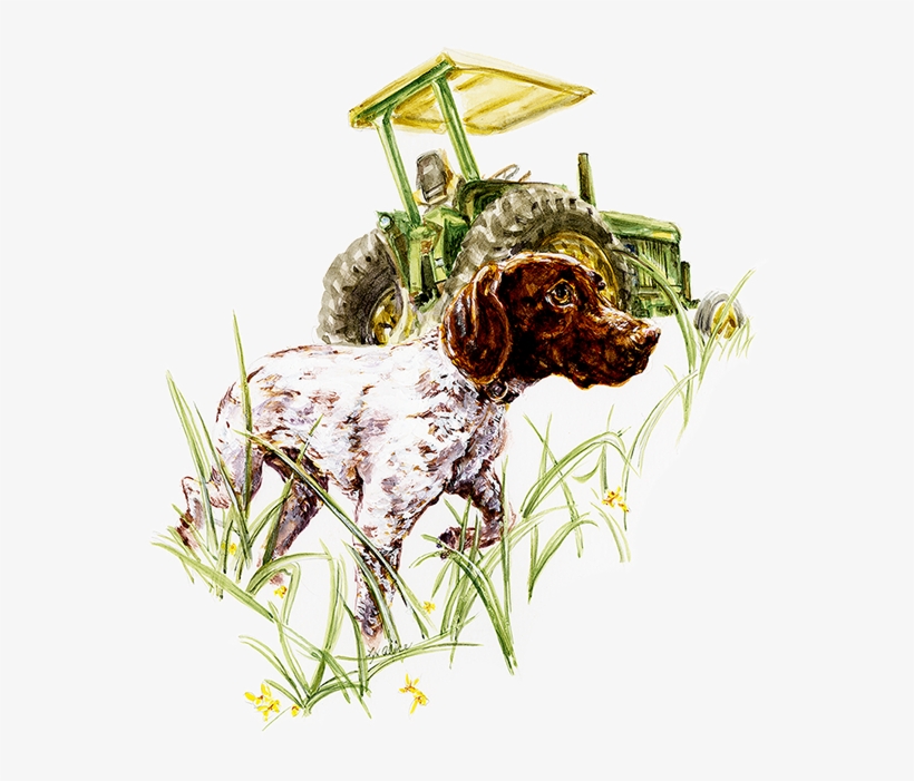 German Shorthair Pointer ~ Watercolor - Watercolor Painting, transparent png #174988