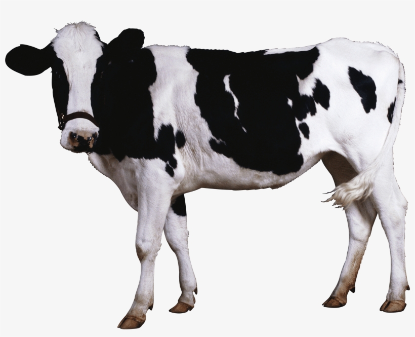 Black White Cow - Cow Png, transparent png #175341