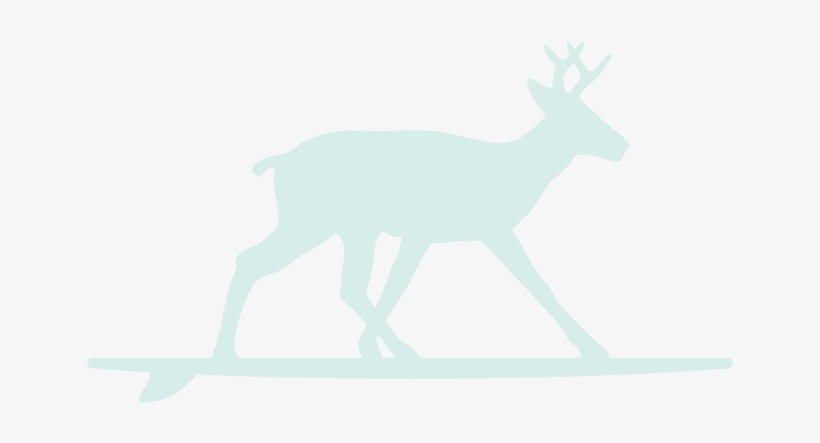Surfing Deer Seafoam Deer - Deer On 30a In Florida, transparent png #175884