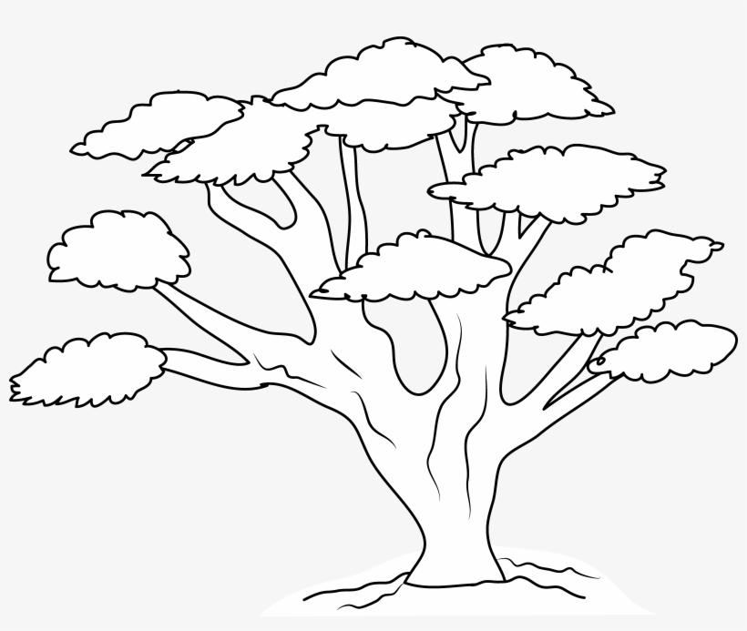 Oak Tree Branch Drawing At Getdrawings - Clip Art, transparent png #176276