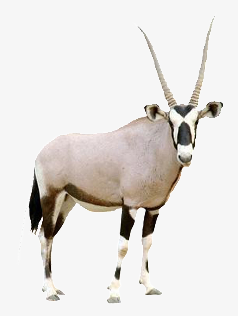 Hd Beautiful Tibetan Antelope Static Png - Arabian Oryx White Background, transparent png #177066