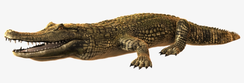 Alligator Png Photo - Crocodiles, transparent png #177116
