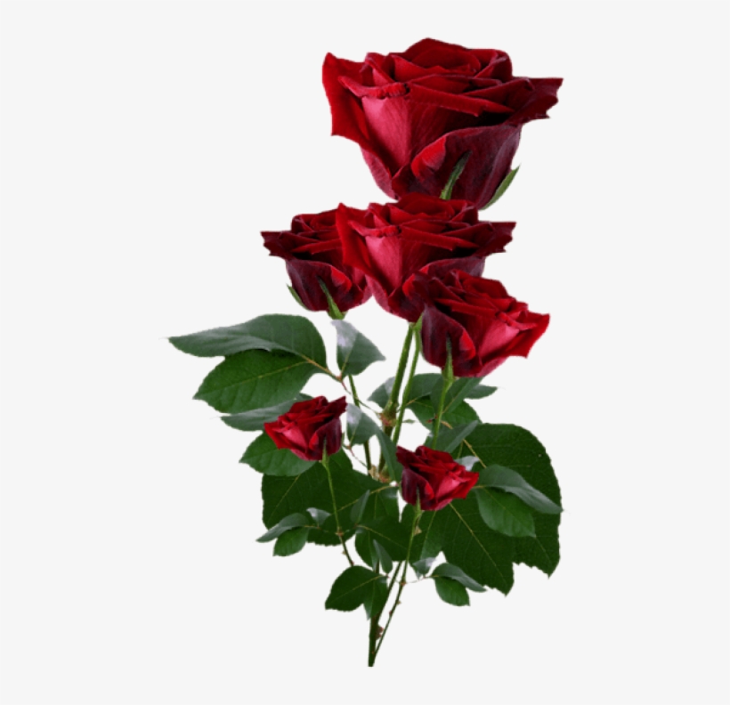 Hearts And Roses, Red Roses, Pretty Flowers, Red Flowers, - Roses Png, transparent png #177490