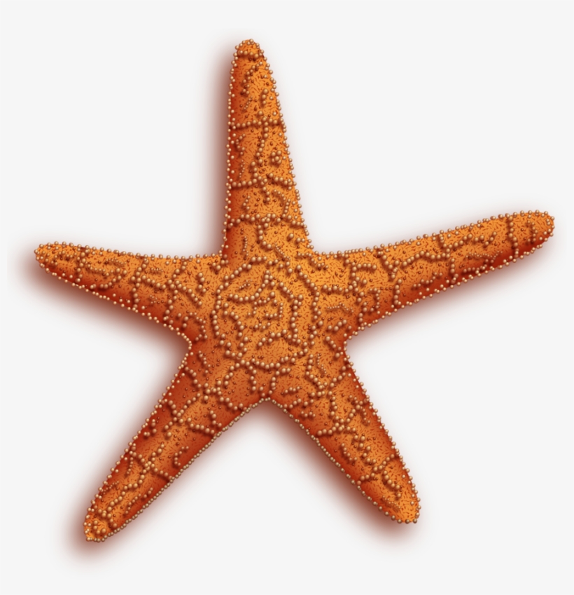 Starfish Png - Star Fish Gif Transparent, transparent png #177633