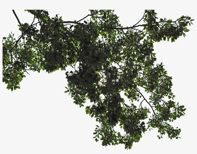 Leaf Branch Png Picture Free Library, transparent png #177860