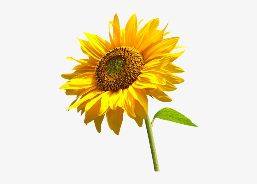 Sunflower ~ Helianthus Annuus Plant Care Guide - Sunflower Png, transparent png #177977